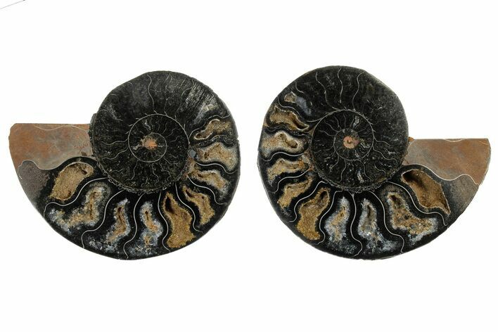 Cut/Polished Ammonite Fossil - Unusual Black Color #165675